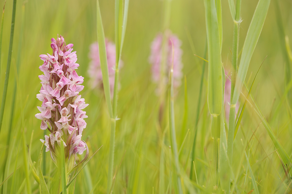 Marsh Orchid copyright Terry Whittaker 2020VISION