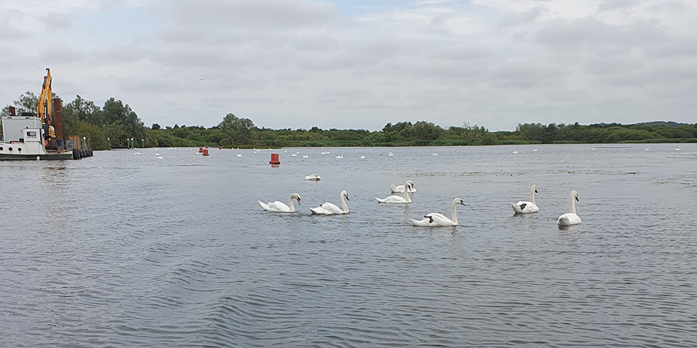 swans and a dredging rig