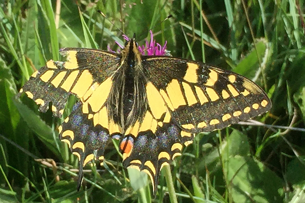 swallowtail image taken by kath