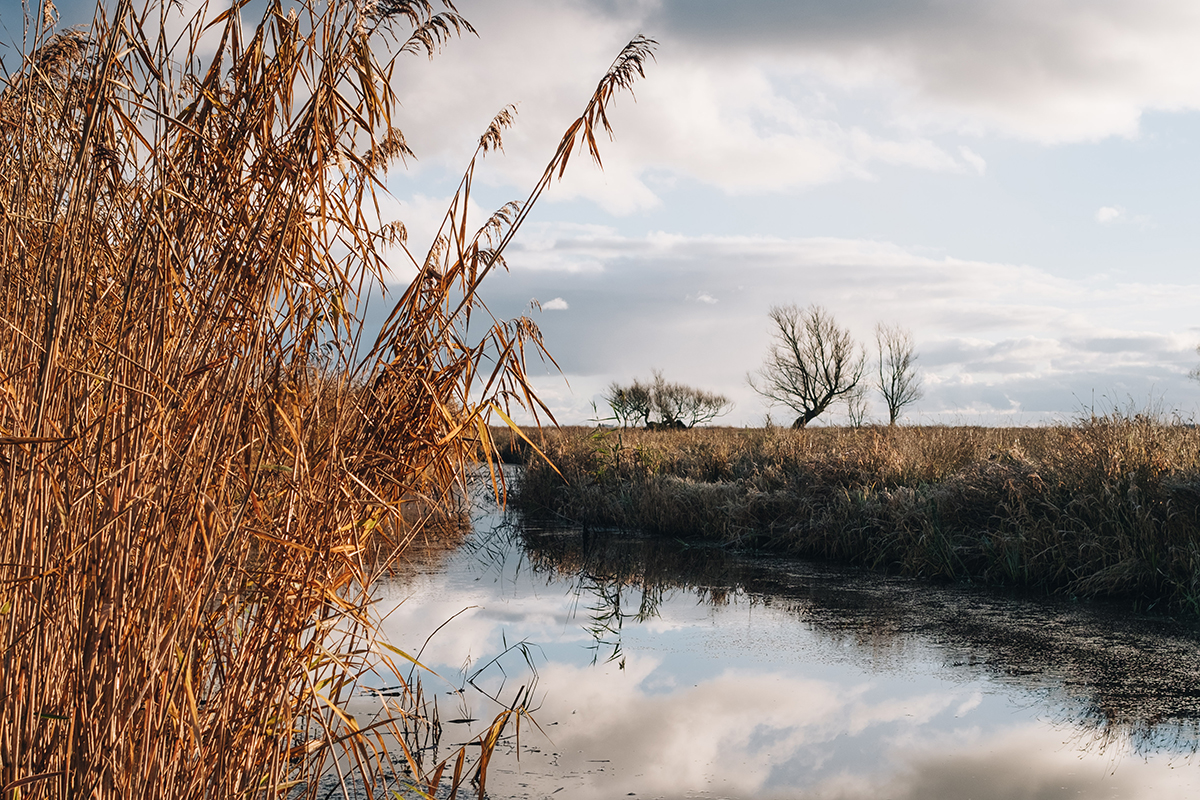 A serene landscape at Halvergate featuring a calm, narrow waterway reflecting the sky and clouds. Tall, golden reeds frame the left side of the image, while leafless trees stand against the horizon in the background. The sky is a mix of soft blue and white, with scattered clouds adding depth to the scene. 