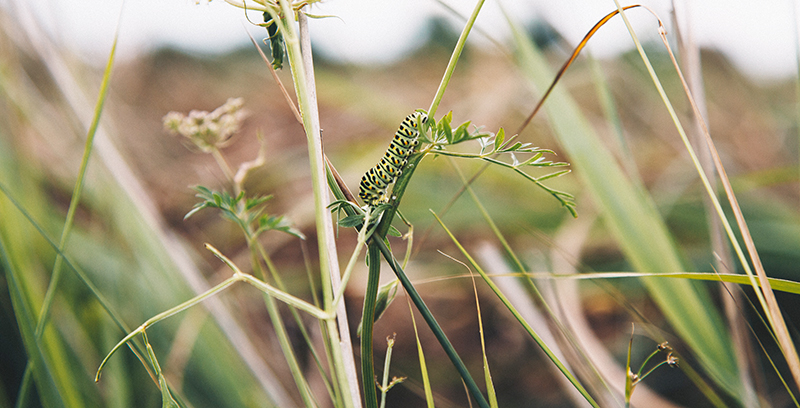 An image showing a green-coloured swallowtail butterfly caterpillar on some vegetation