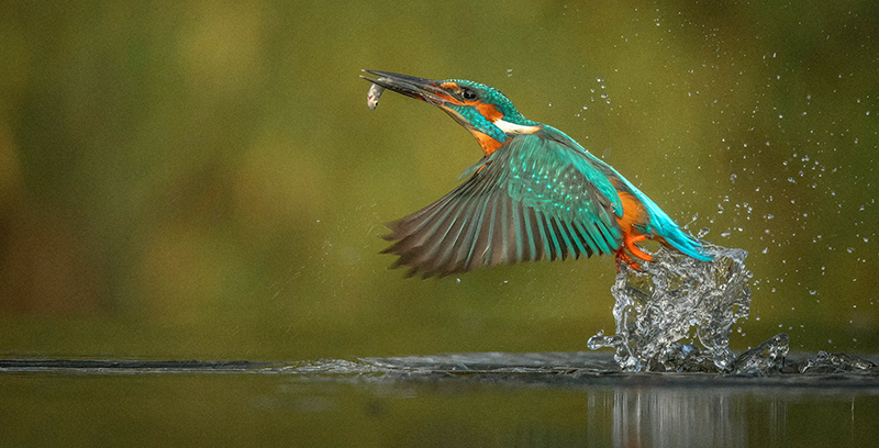 A blue and orange-coloured kingfisher flying above the water with a fish in its beak