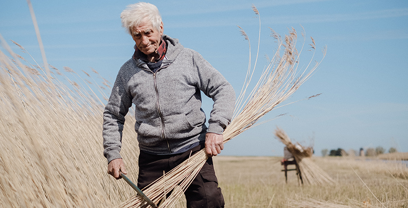 A reedcutter - Wally Mason - standing amongst reed holding a bundle of reed and a scythe, behind him is a clear blue sky