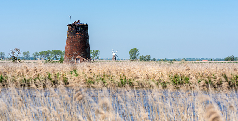 An image showing a ruined drainage mill at Hardley, it is located in a landscape with a body of water in the foreground and tall golden reeds. In the background, another  windmill with white sails stands against a clear blue sky.