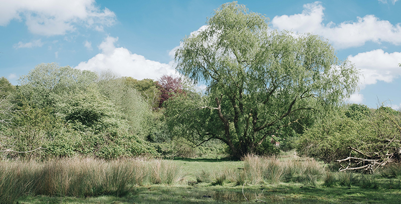 A scene showing a collection of green trees at cary's meadow nature reserve