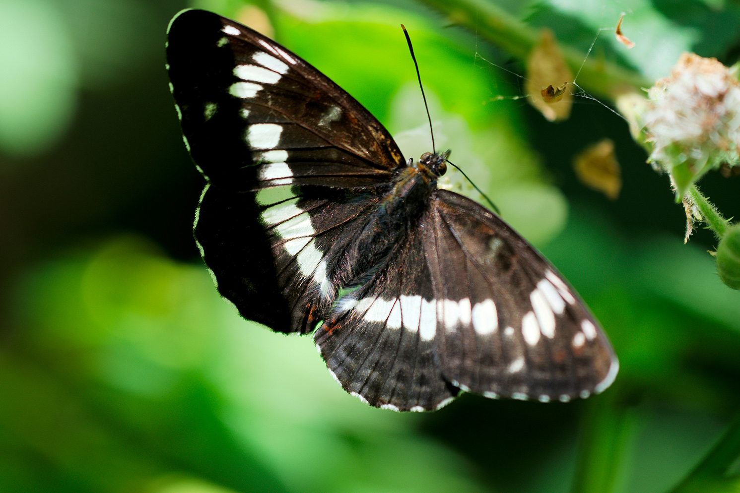 A white admiral butterfly perched on some vegetation