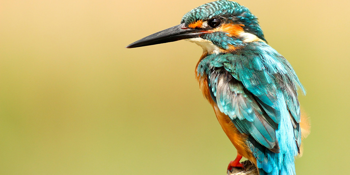 Kingfisher perched on branch by boris smokrovic