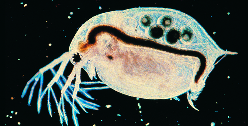 An image showing a microscopic view of a Daphnia, commonly known as a water flea. Daphnia are small crustaceans found in freshwater environments. The image highlights their transparent body, allowing internal organs such as the digestive tract and eggs to be visible along with the antennae and legs