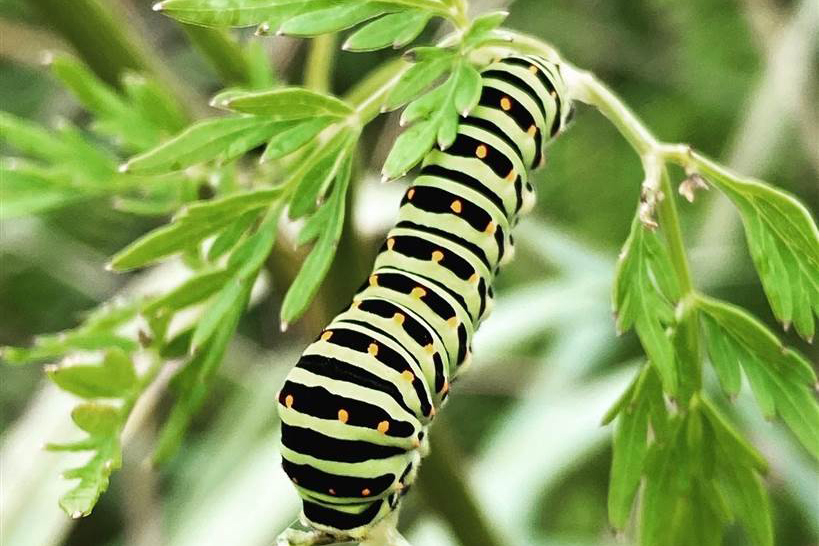 A green-coloured swallowtail caterpillar