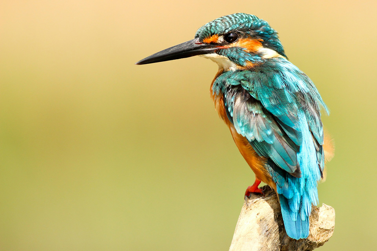 Kingfisher perched on branch by boris smokrovic