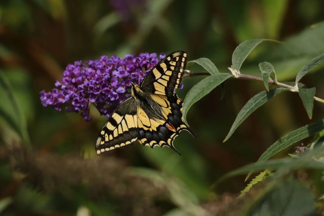 A yellow-coloured swallowtail butterfly feeding on a purple buddleja flower