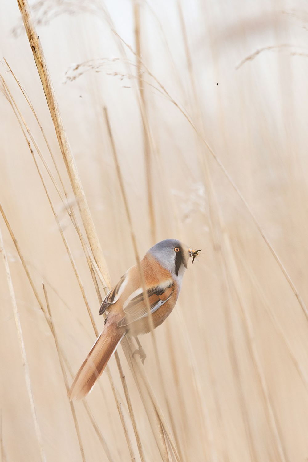 A bearded reedling perched on a slender reed stem in a field of tall, straw-coloured reeds. The small bird has a striking appearance with a blue-grey head, black mustache-like markings, and warm brown plumage. It holds an insect in its beak, suggesting it is foraging. The soft, muted background of beige reeds creates a serene and natural setting.