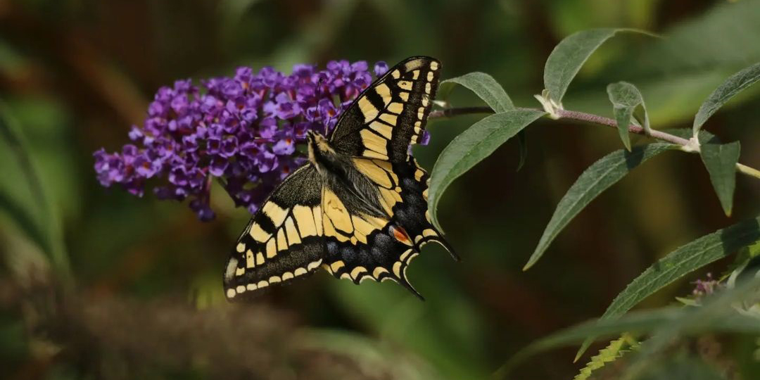 swallowtail butterfly thumbnail